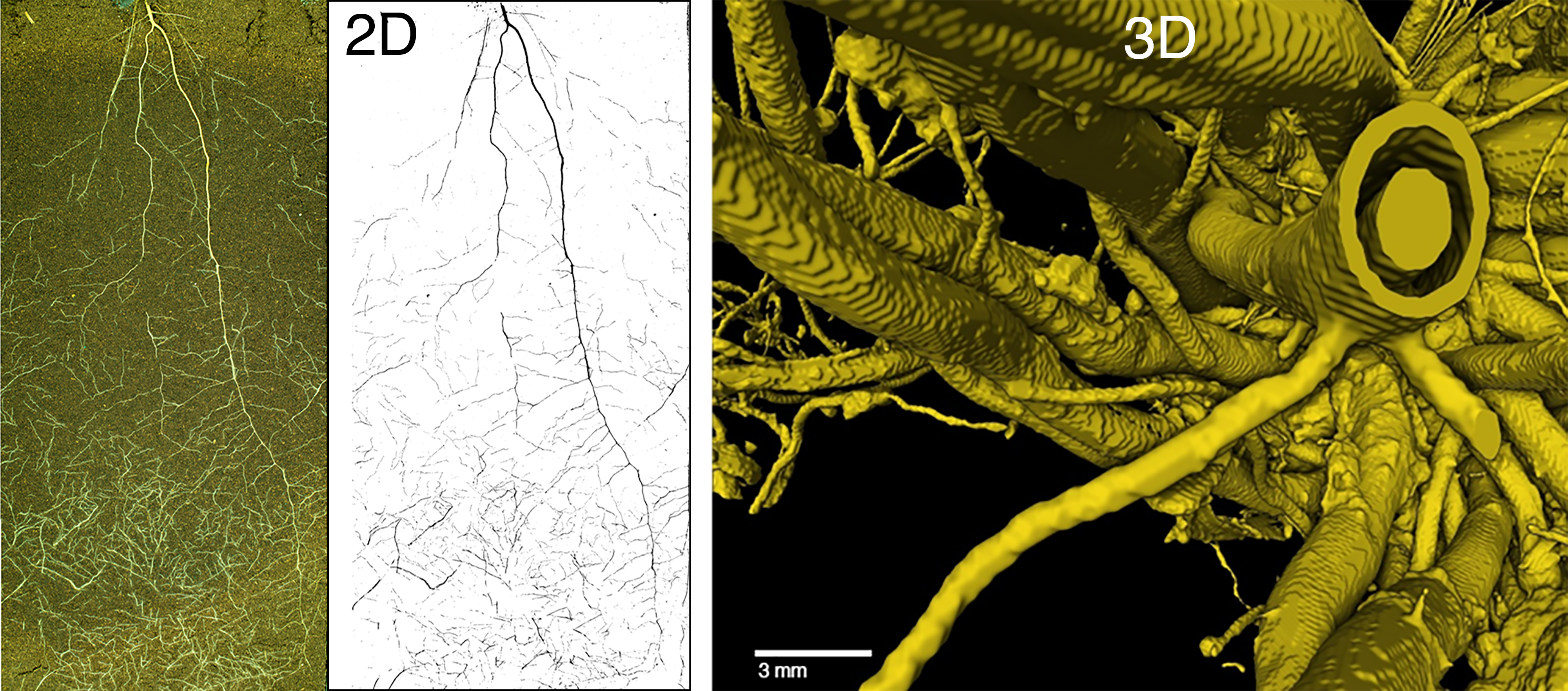 2d.3d.root.system